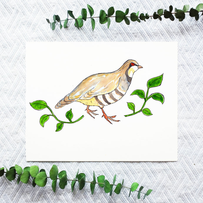 Watercolor Template - Partridge Bird